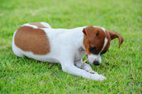 Stop Poop Eating Naturally with Probiotics - with Fresh Pineapple