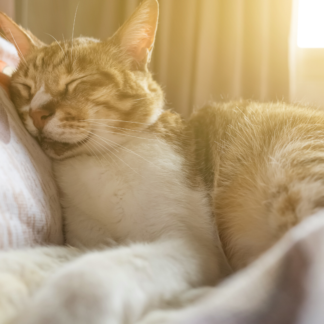 EMU + DUCK Treats Promote Calmness in Stressed Cats