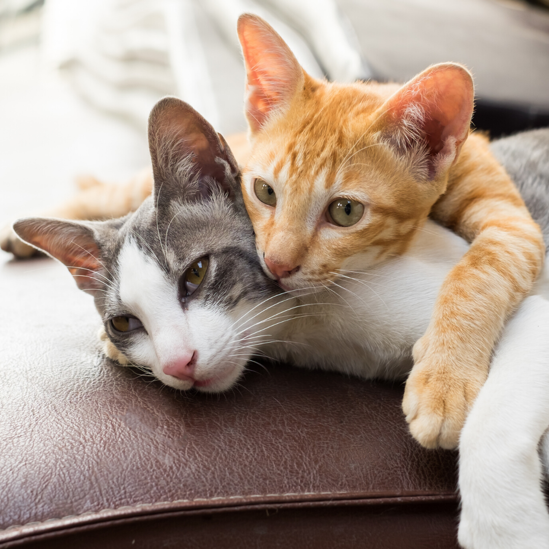 3 CAT TREATS * Save 10%