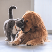 EXOTIC BLEND * Emu & Lamb Heart & Emu Liver is Nutrient Dense Reward or Training Treat