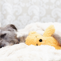 EMU Treats Help Calm Stressed Pups Naturally