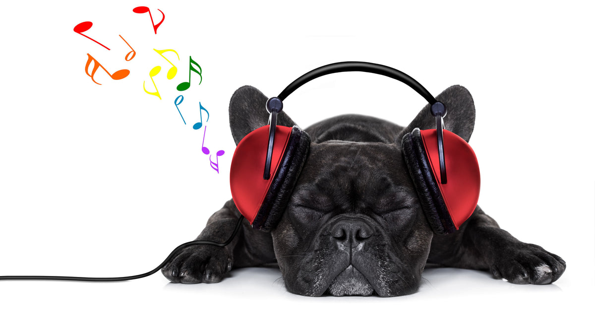 Music Therapy for Pets has Calming Benefits