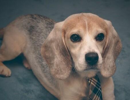 Beagle Freedom Project