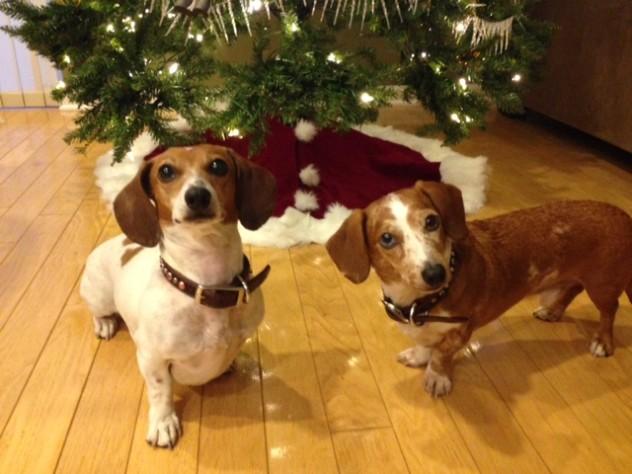 Confidence issues & Potty Issues