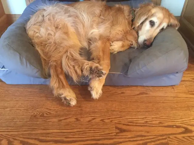 Do you Foster or better yet  are a Foster Failure ?