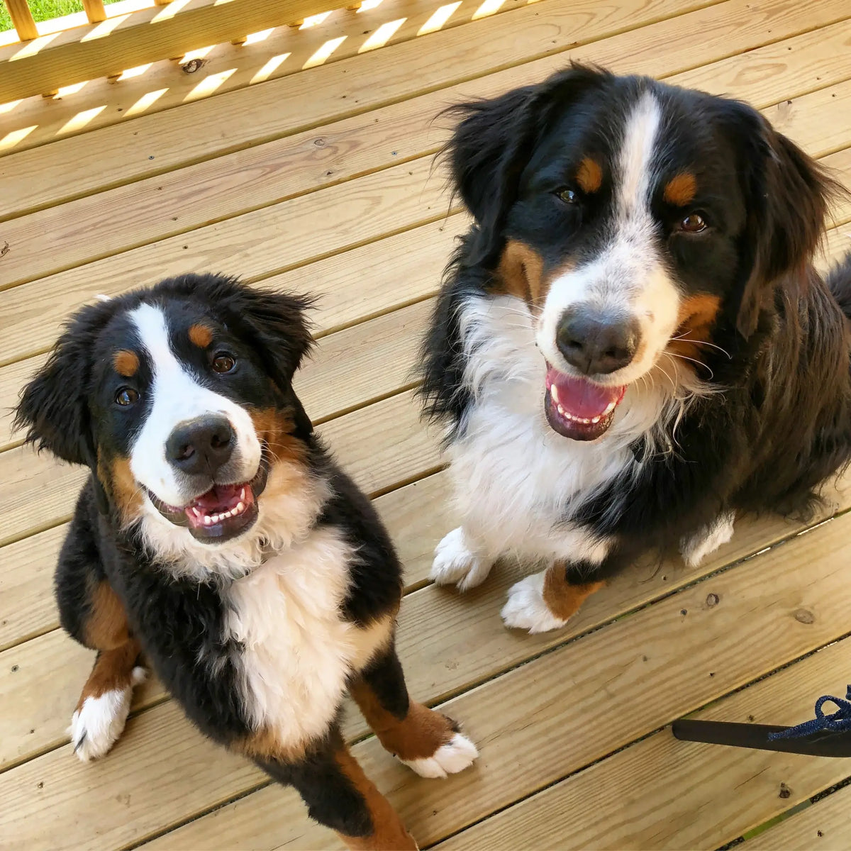 Positive Grooming Experience