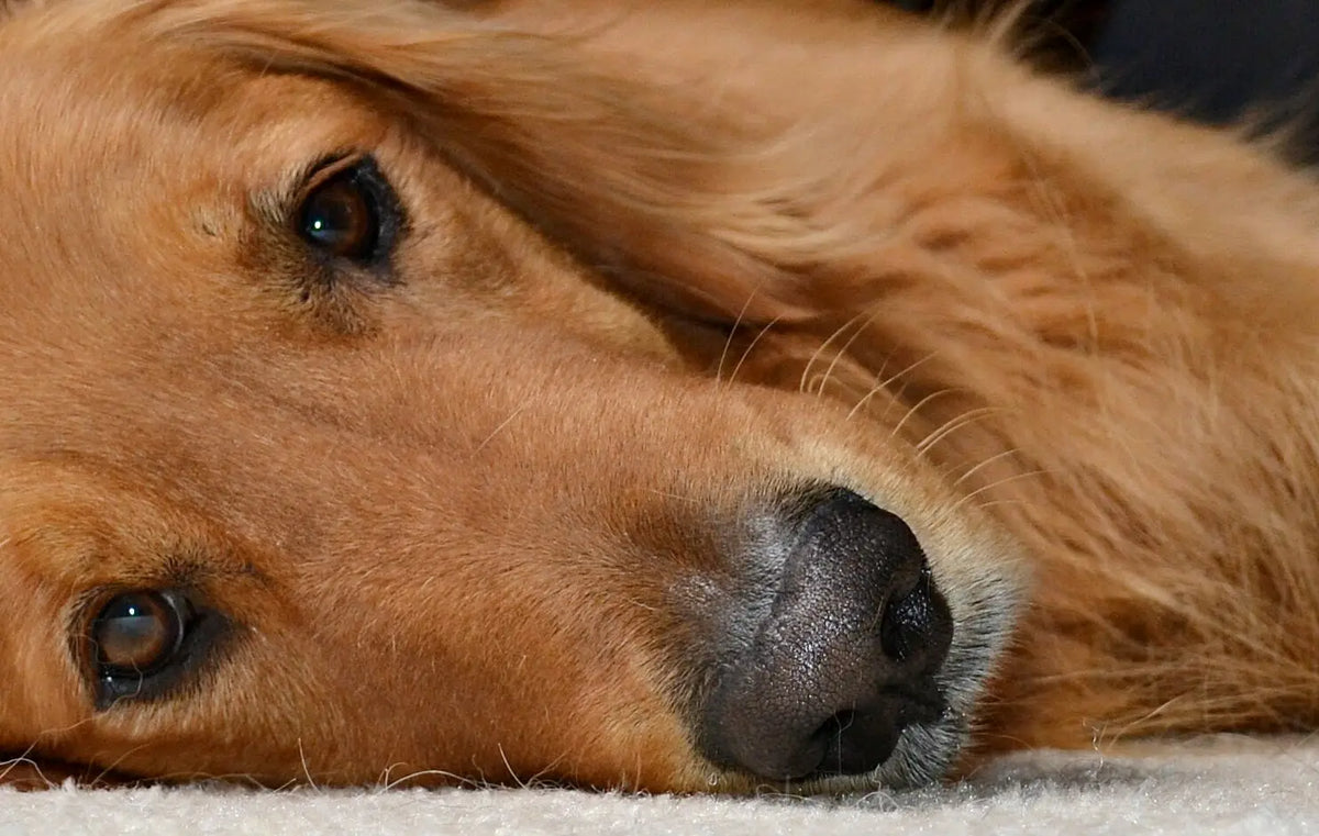 Seizures in Dogs- Dino's Story