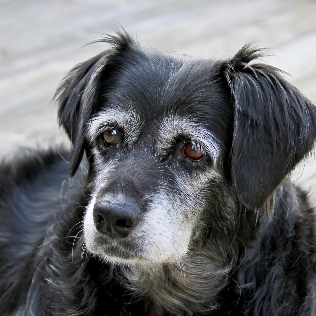 Supplements for Senior Dogs