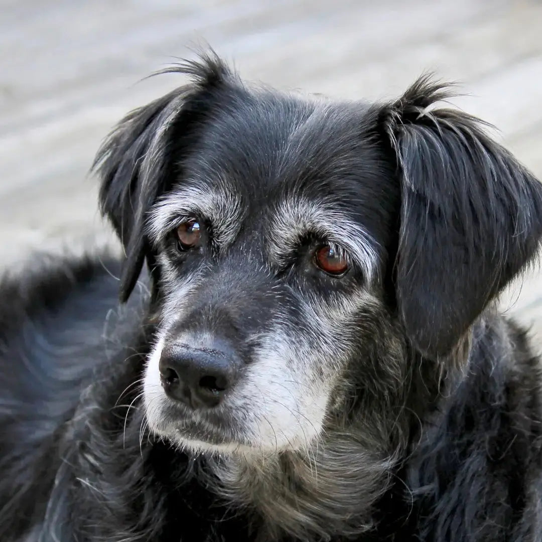 Supplements for Senior Dogs