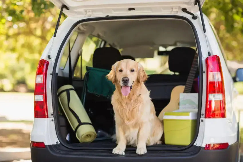 Traveling with your Dogs