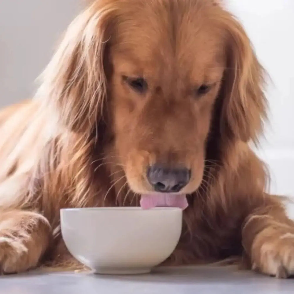 bone broth for dogs and cats. 