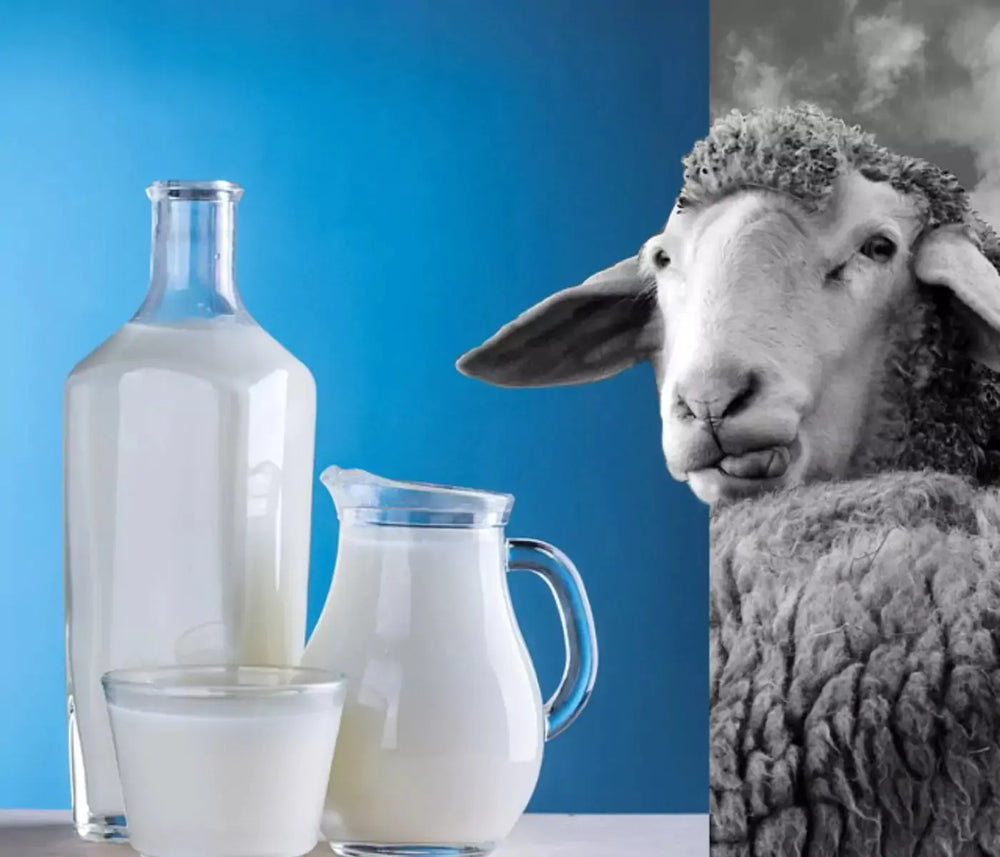 Sheep-Milk-Products Ewegurt