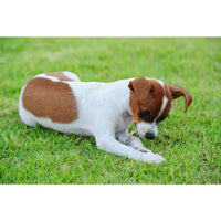 Stop Poop Eating Naturally with Probiotics - with Fresh Pineapple - YOGURT